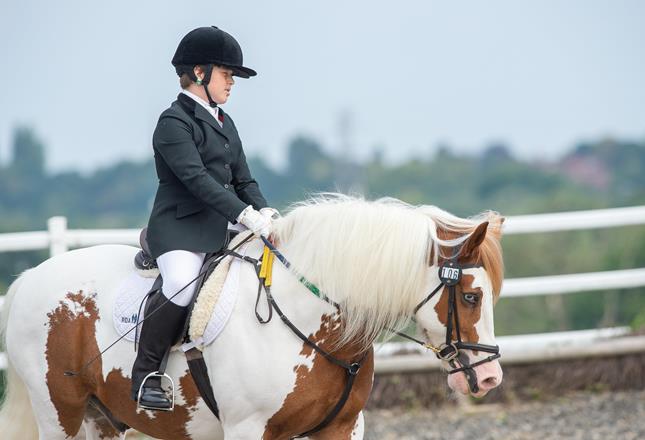 Britain find their match in the equestrian arena  news article image